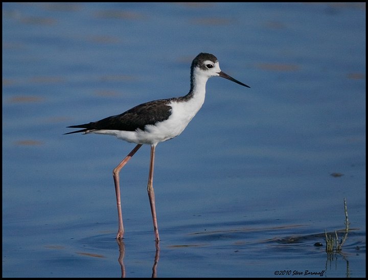 _0SB3014 black-necked stilt.jpg